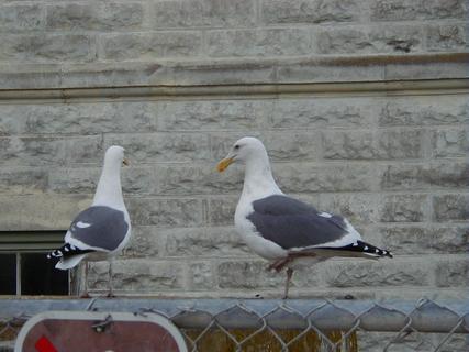 Western Gulls<br>Location: <a href="https://www.google.com/maps/search/?api=1&query=37.82635,-122.42145" target="_new">Alcatraz Island</a>
